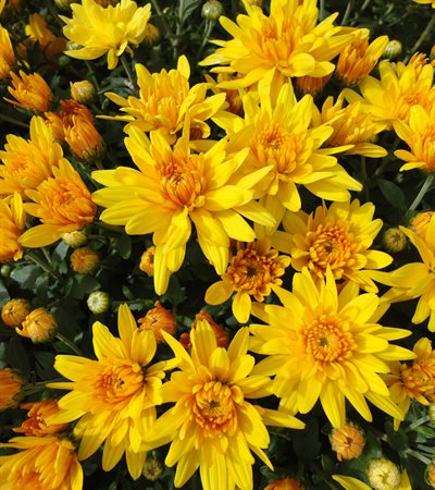 Belgian Mums® Conoco Gold